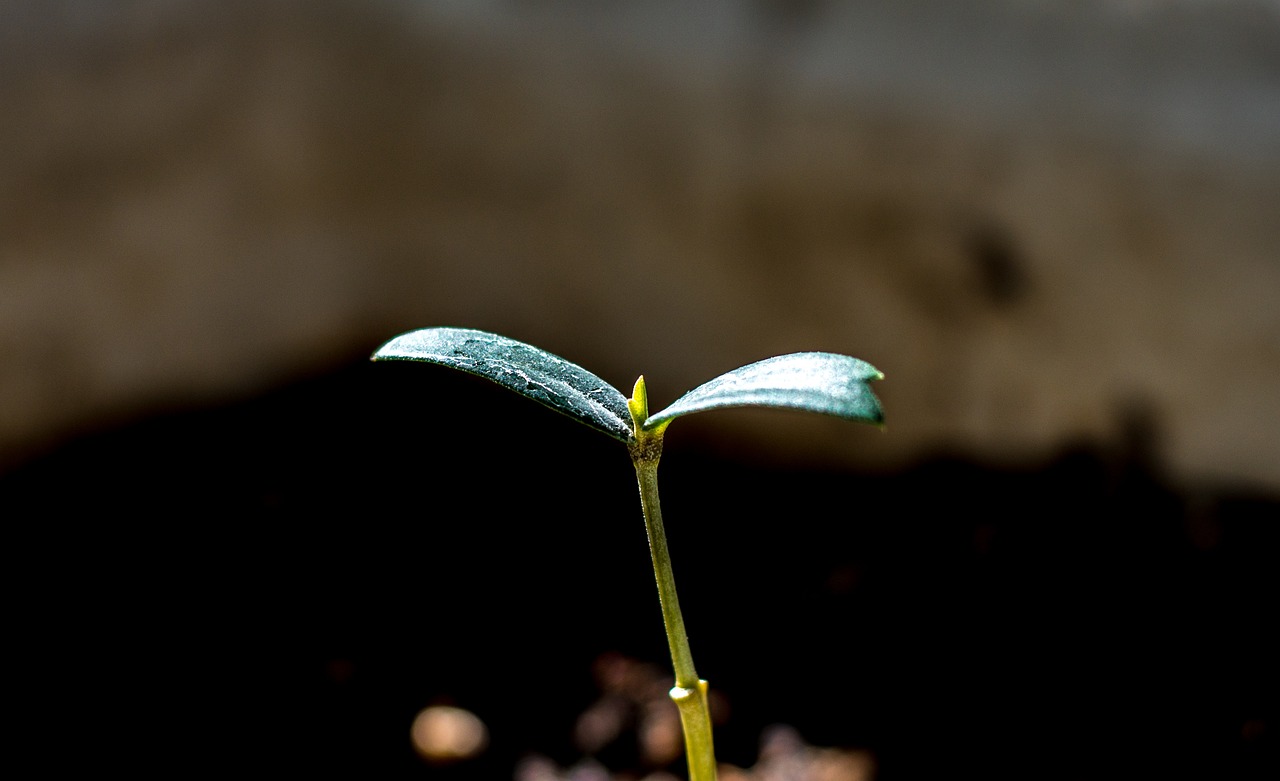 spring, tree, sapling, sprout, plant, green, leaf, sapling, nature, sapling, sapling, sapling, sapling, sprout